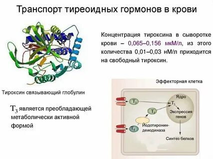 Гормон движения