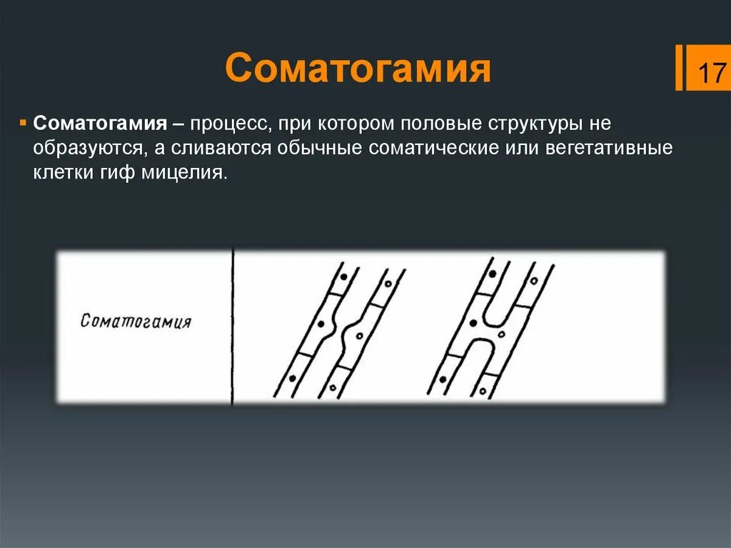 Соматогамия. Изогамия у водоросли это половое размножение. Соматогамия. Соматогамия. Гаметангиогамия и соматогамия.