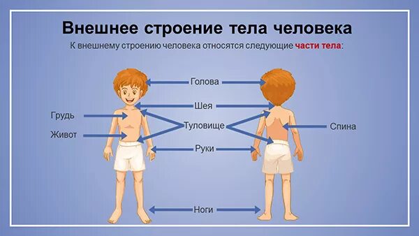 Внешнее строение тела человека. Строение человека внешние части тела. Анатомия человека внешнее строение. Внешнее строение человека для детей. Строение человека 2 класс окружающий мир презентация