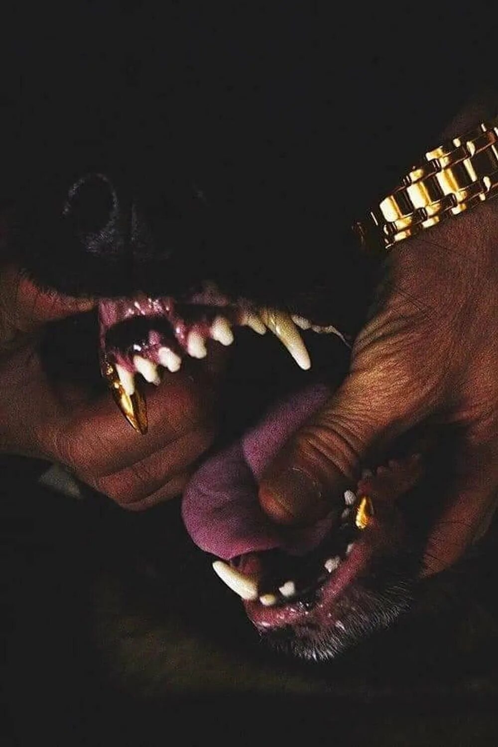 Черная немецкая овчарка оскал. Овчарка оскал. Овчарка оскал. Злые собаки немец овчар. Восточно-европейская овчарка оскал.