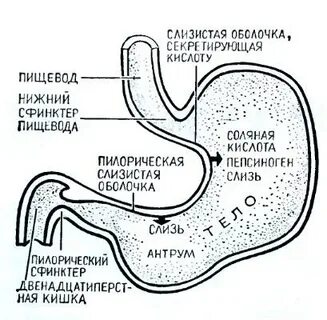 Почему желудок просит