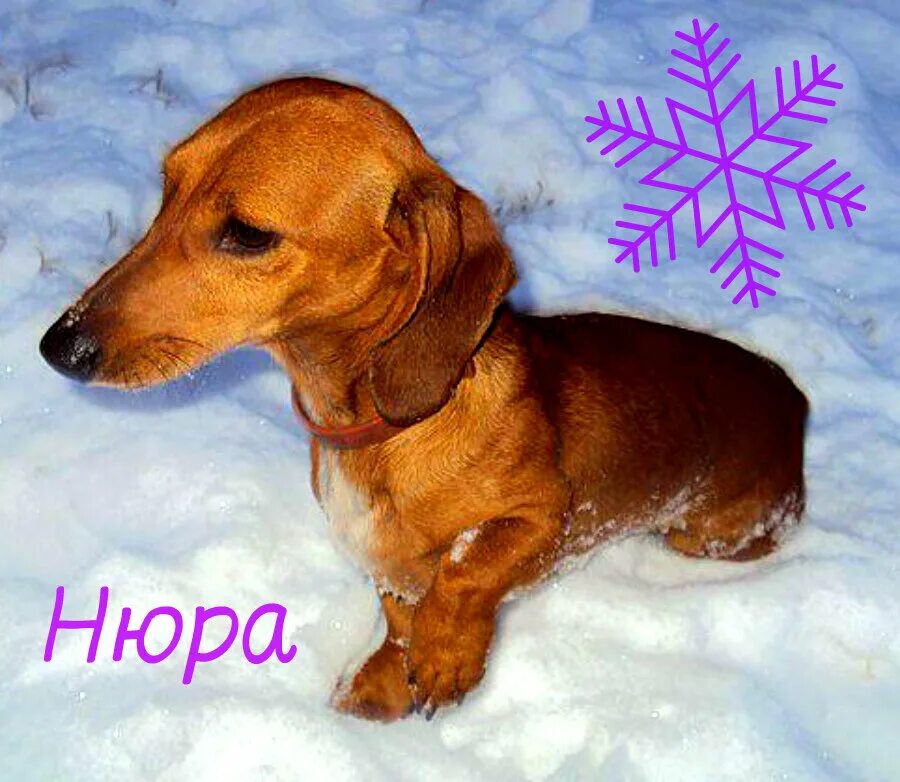 Боевая такса. Щенок таксы на снегу. Животные в снегу. Такса из снега. Боевая такса.