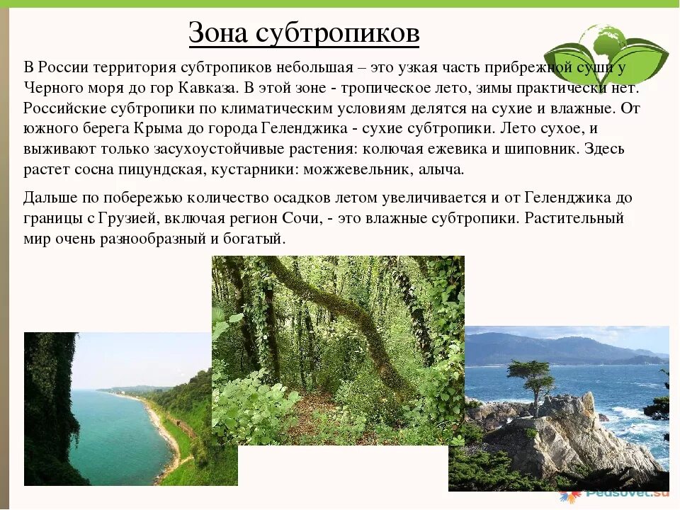 Природная зона субтропики 4 класс окружающий мир. Природная зона РФ субтропики. Характеристика субтропиков. Краткая характеристика субтропиков. Субтропики 8 класс презентация полярная звезда