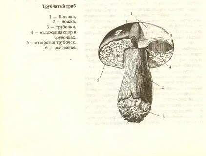 Трубчатые грибы рисунок