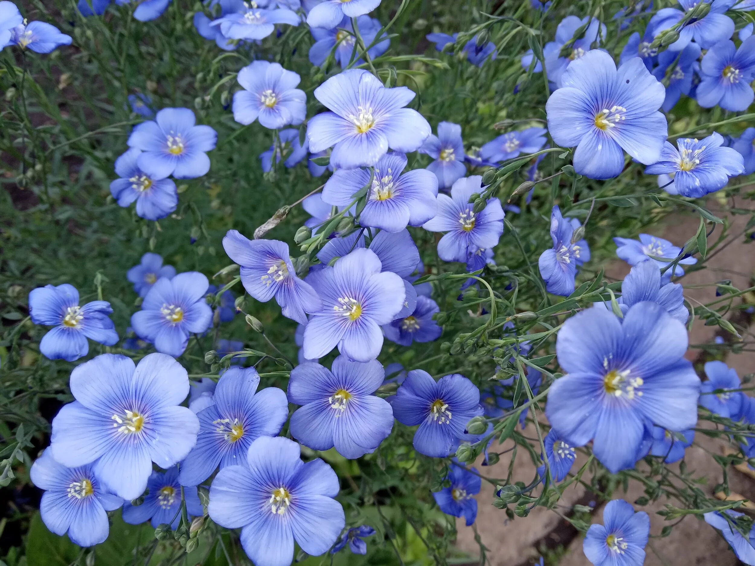 Лен многолетний Linum perénne. Лен многолетний Небесная лазурь. Лен многолетний Блю Скай. Лен многолетний сапфир. Цветок ленок