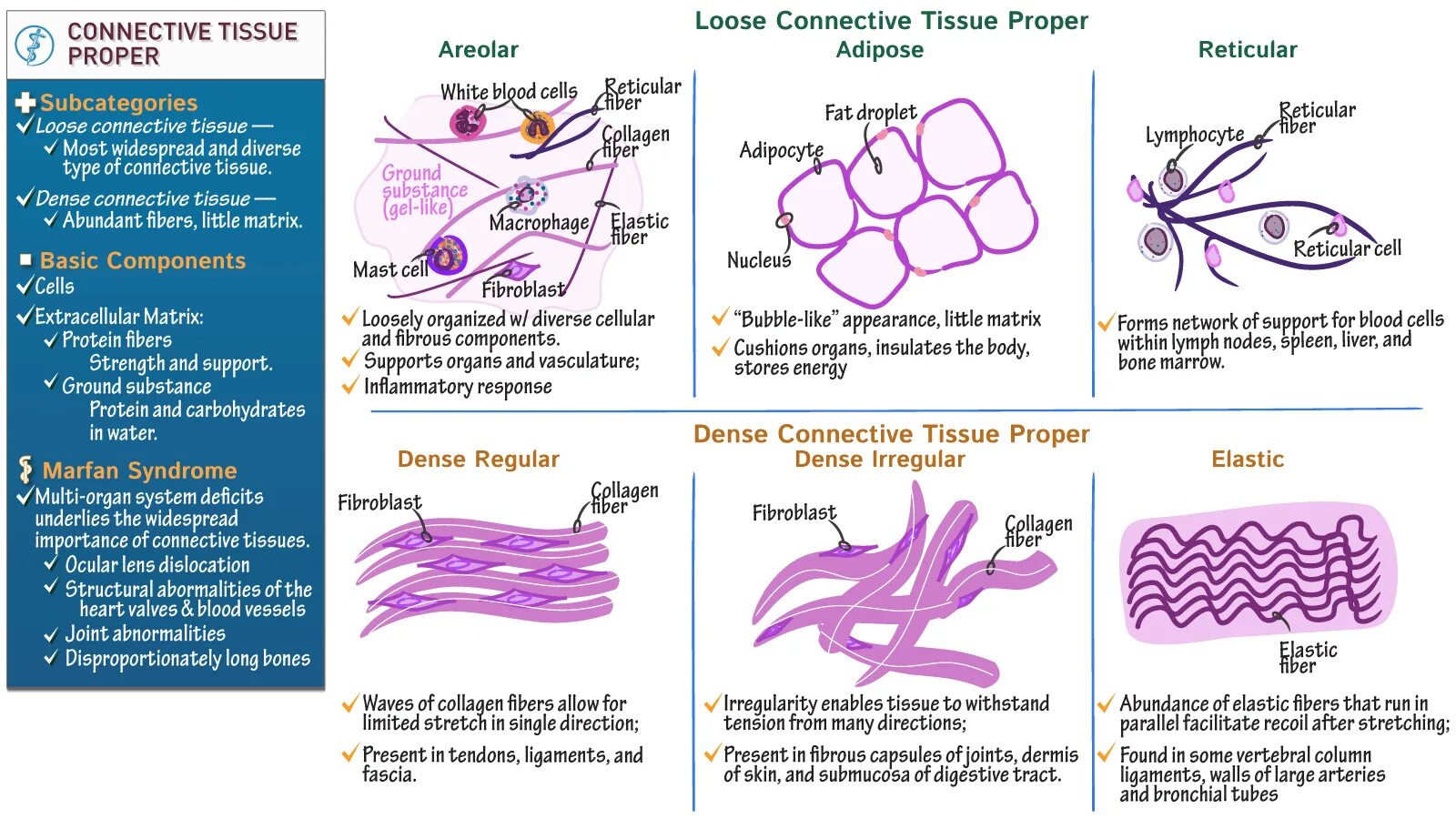 Matter c. Structure of connective Tissue. Connective Tissue Cells. Elastic Fibers строение. Classification of connective Tissue.