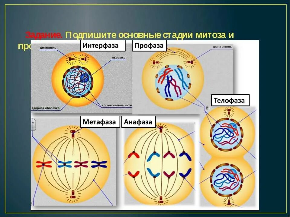 Митотическое деление клеток таблица. Профаза митоза 1. Таблица деление клетки митоз 10 класс биология. Фазы митоза 10 класс. Митоз 9 класс биология.