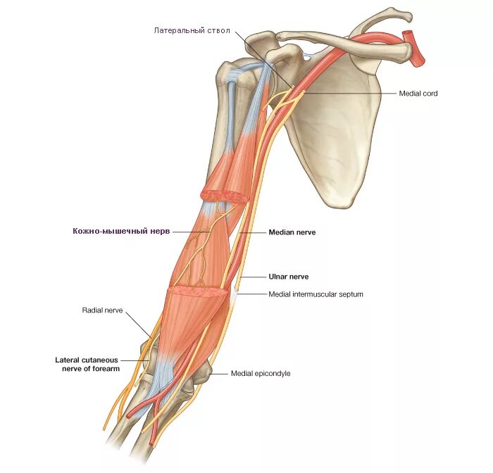 Бицепс нерв. Топографическая анатомия мышечно кожного нерва. Бицепс нерв. Musculocutaneus нерв. Лучевой нерв анатомия.