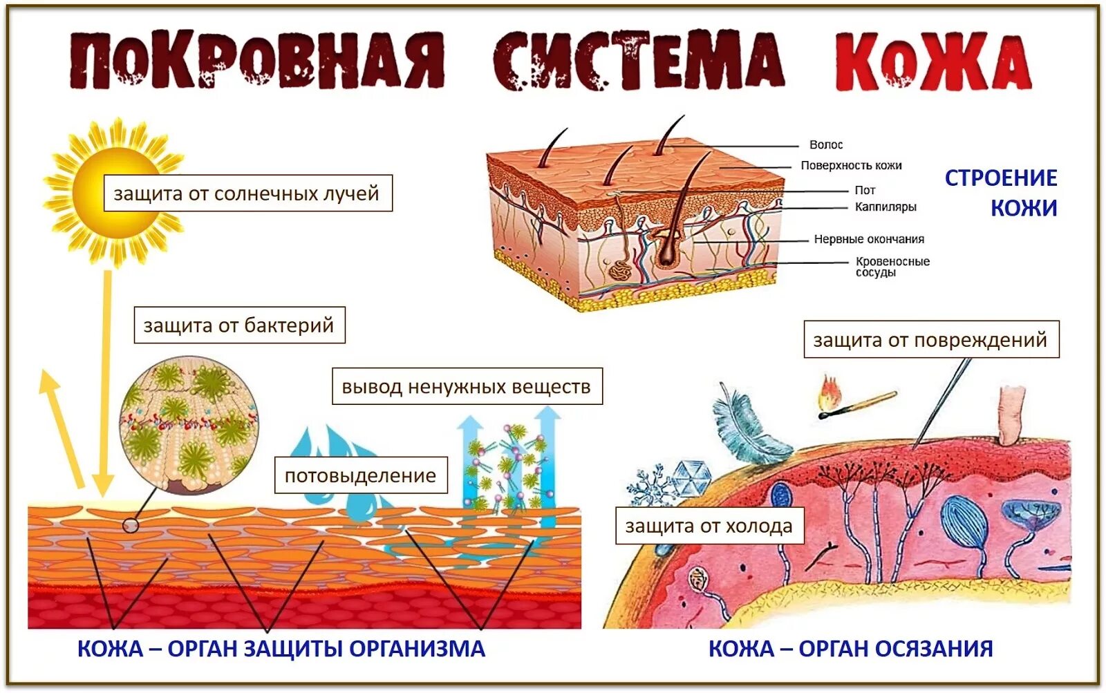 Защитные функции кожи схема. Функции кожи человека. Покровная система кожа. Строение и функции кожи.