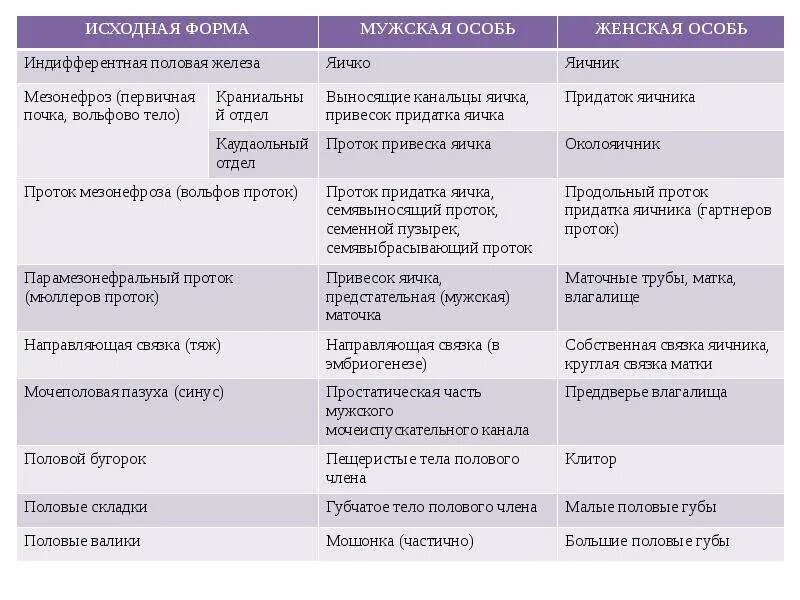 Индифферентные половые железы. Индифферентная половая железа. Половая железа таблица. Индифферентных половых желез это. 2 женские половые железы