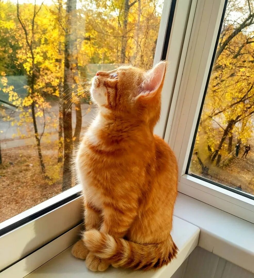 Рыжий кот пермь
