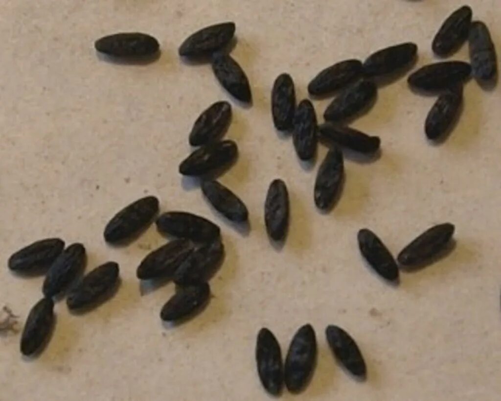 Семя мыши. Пролеска Сибирская размножение семенами. Продолговатые черные семена.