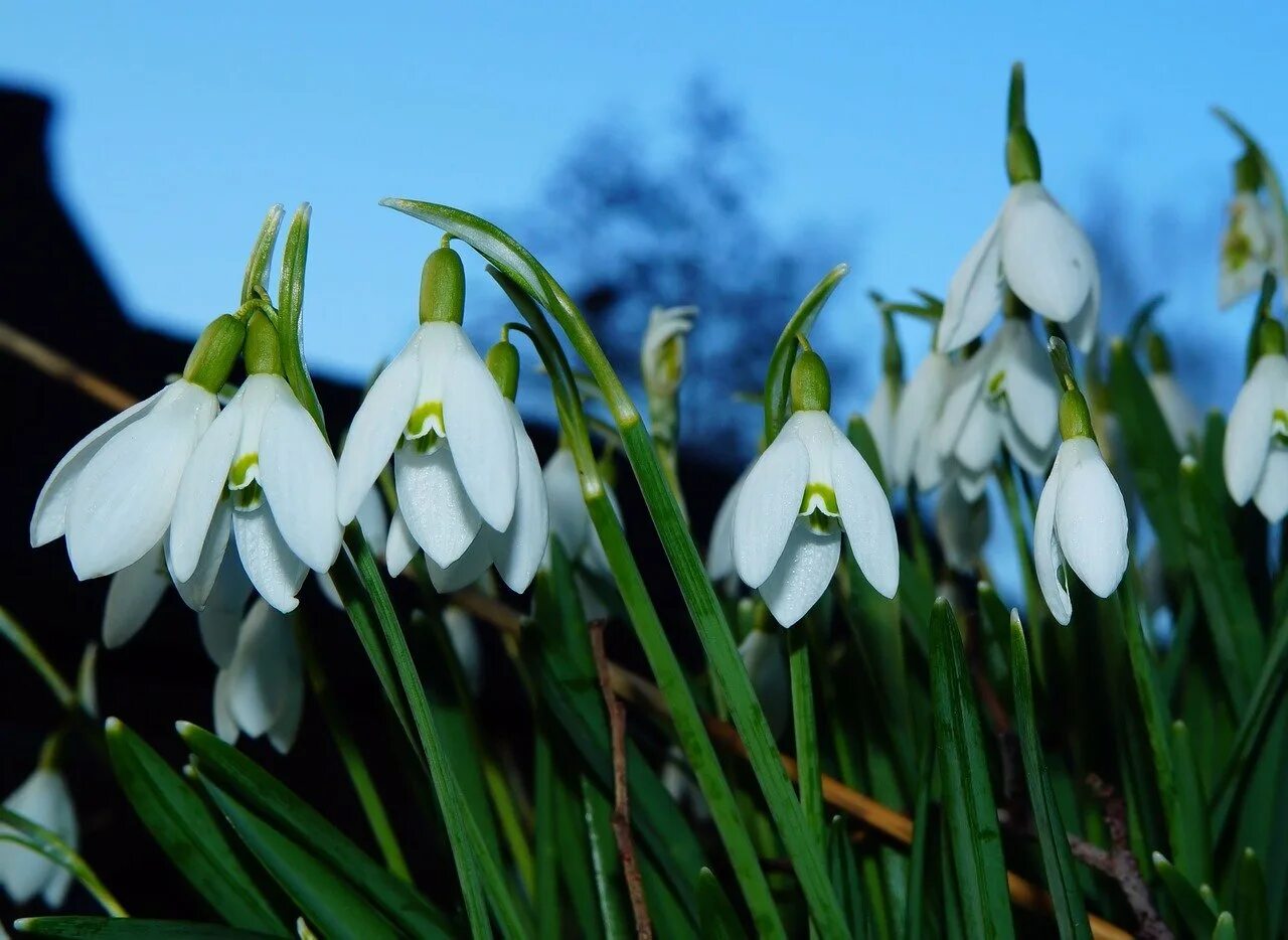 Когда выходят подснежники. Подснежник плосколистный. Подснежников (Galanthus. Первоцвет весенний Галантус. Подснежник Галантус голубой.