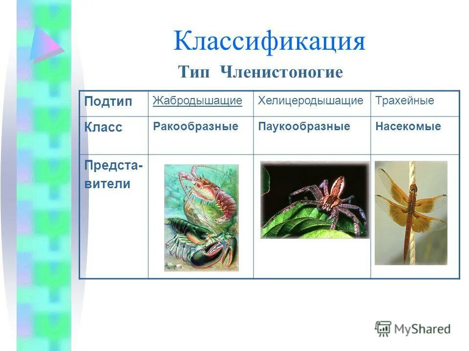 Личинки членистоногих. Классификация членистоногих. Тип членистоногие вариант 1 7 класс. Кр по биологии 7 класс членистоногие с ответами. Тест членистоногие.