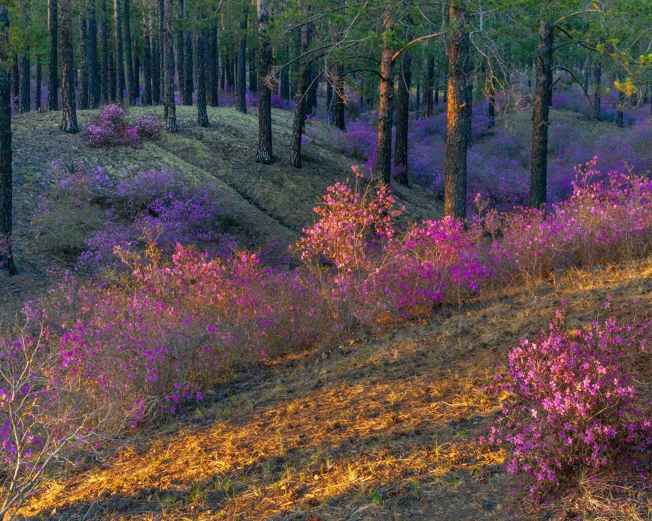 Лес в забайкальском крае. Забайкалье багульник цветет. Рододендрон Даурский. Багульник Забайкальский в Забайкалье. Природа Забайкальского края багульник.