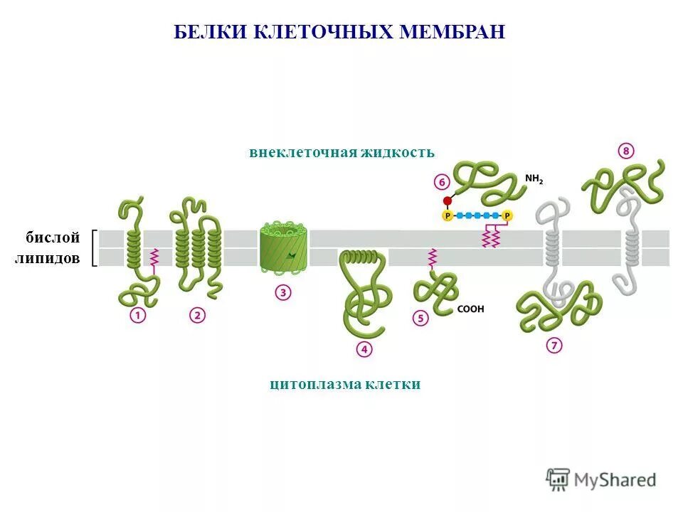 белково клеточный. белково-клеточная и клеточно-белковая диссоциация. основные компоненты клетки. клетка для белки. белково-клеточная диссоциация в ликворе.