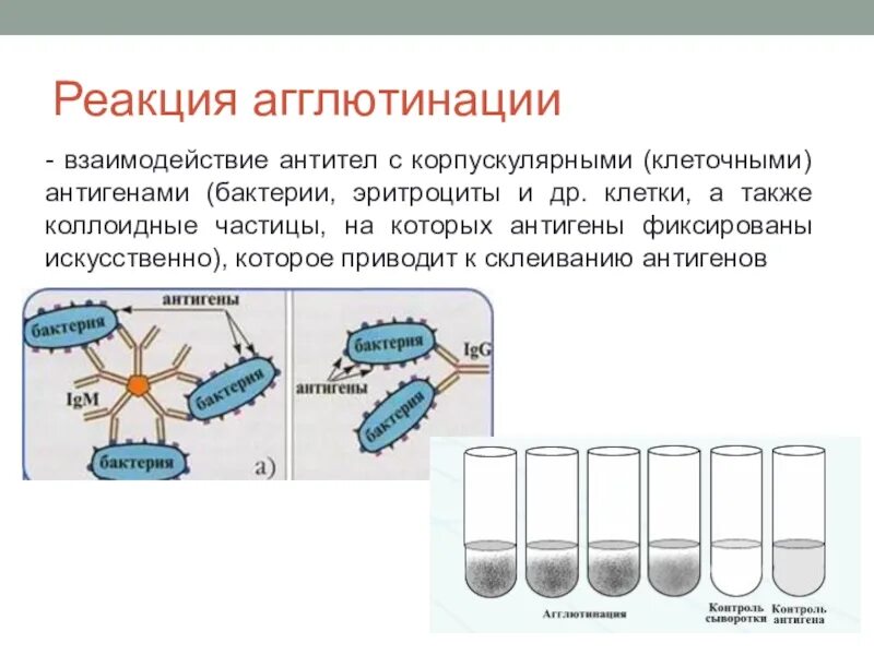 Реакция агглютинации антиген