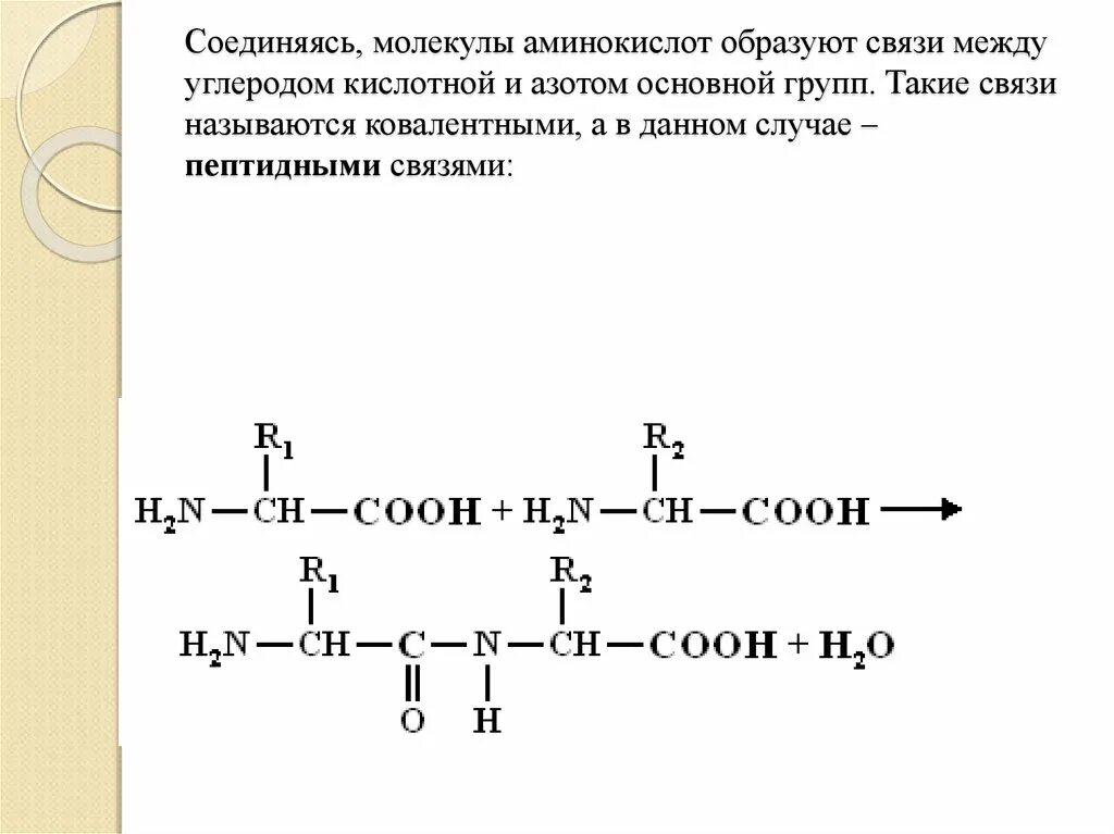 Связи между аминокислотами. Пептидная связь между аминокислотами. Химические связи аминокислот. Ковалентная пептидная связь.