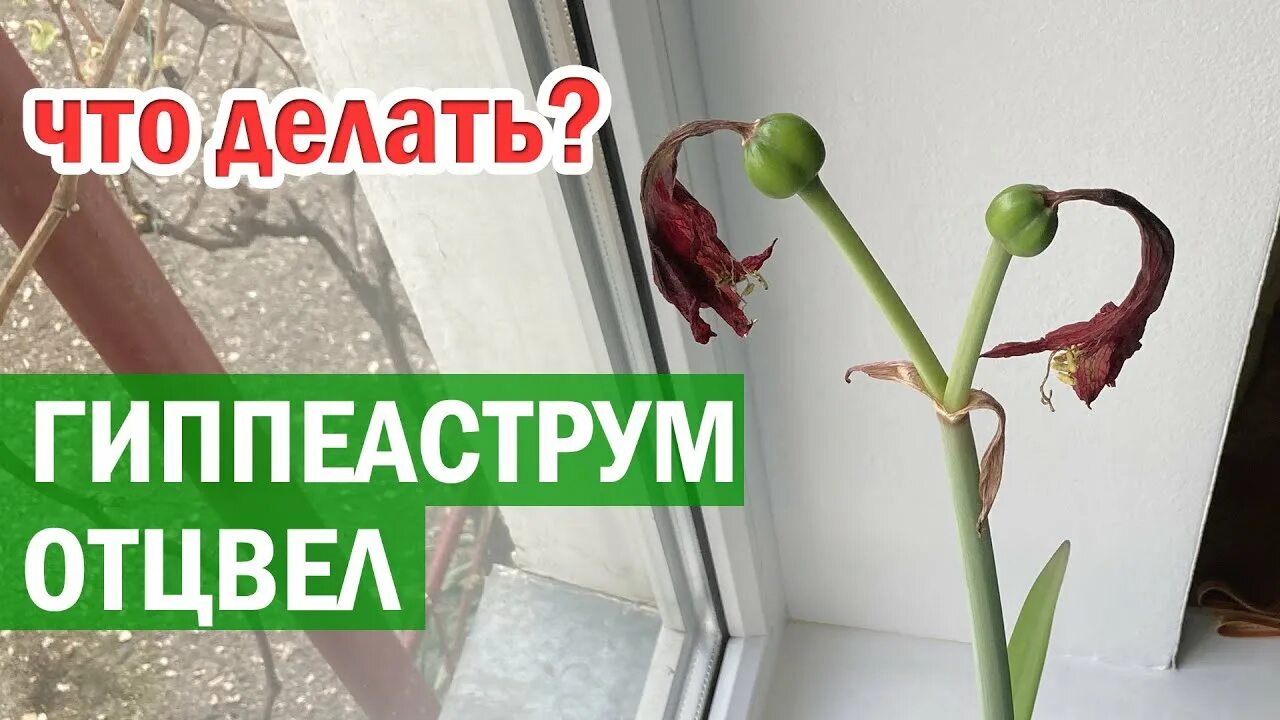 Не успевший отцвести