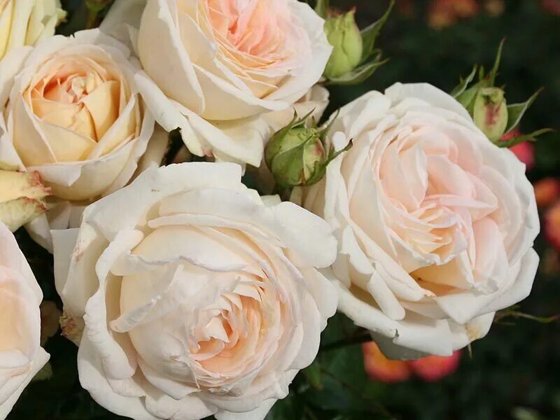 Cream fragrant. Роза канделайт эквадор. Abib косметика корея. Cream fragrant. Feel free крема.