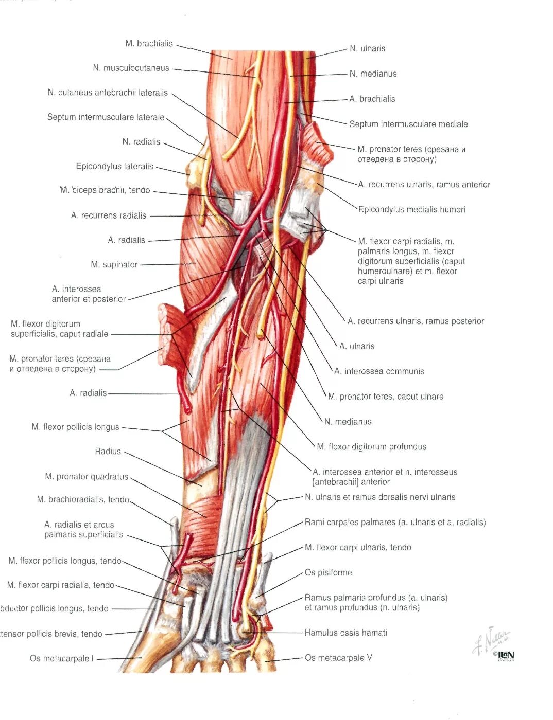 Локтевой сустав мышцы и сухожилия. Мышцы предплечья Неттер. Анатомия мышц и сухожилий локтевого сустава. Мышцы предплечья анатомия глубокий слой. Анатомия предплечья мышцы связки сухожилия.