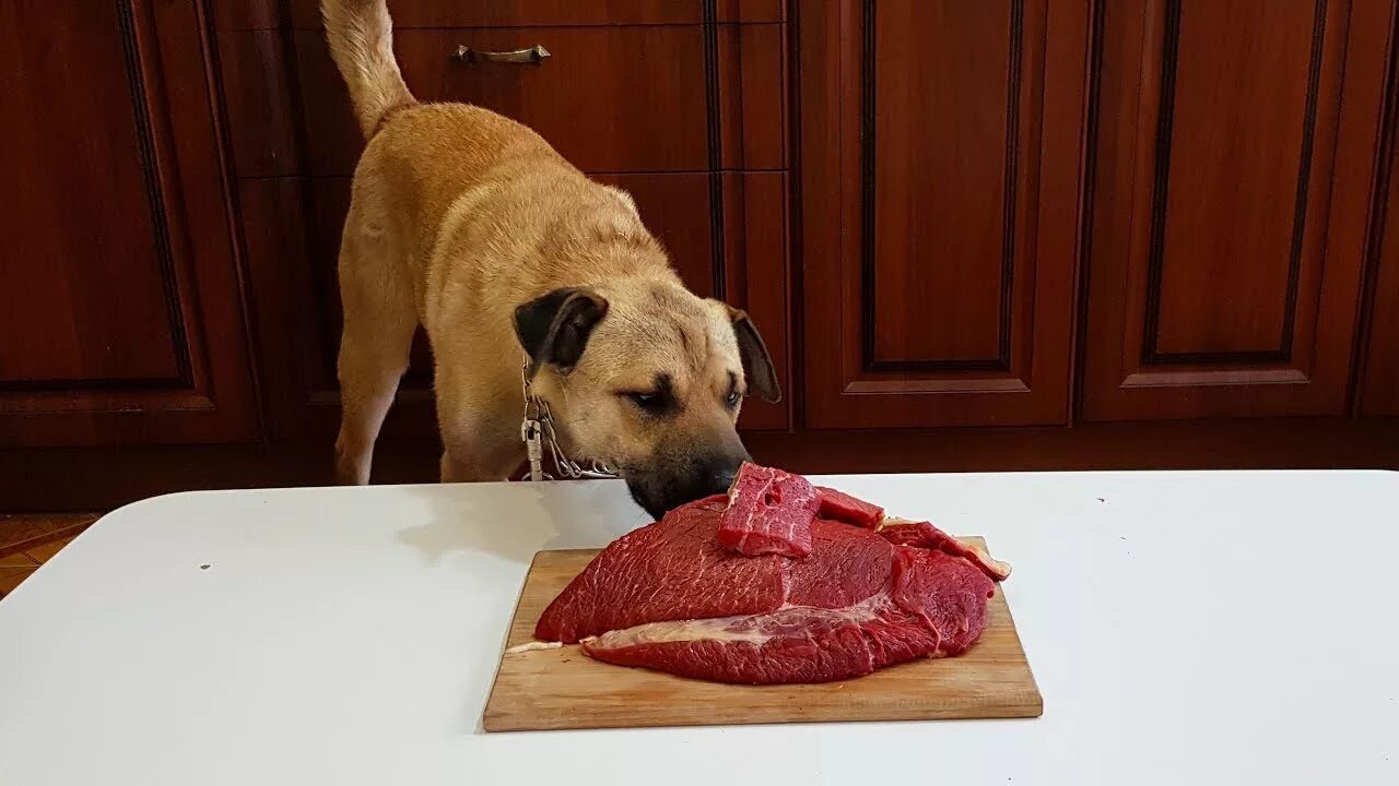 Дайте собакам мяса