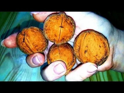 Чем оттереть руки от грецкого ореха