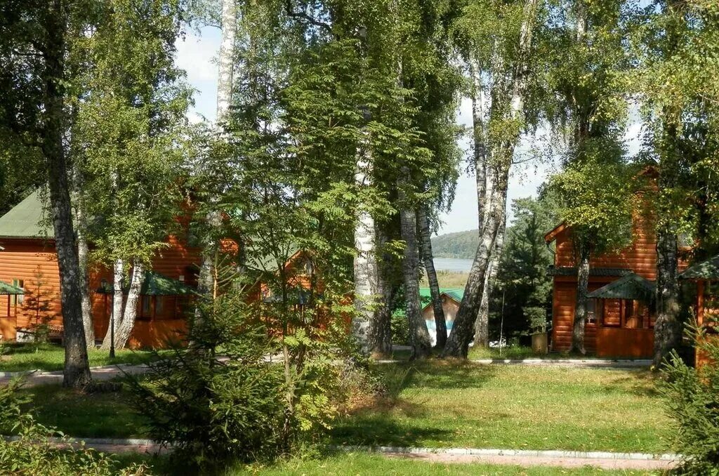 Березовая роща яранск. Березовая роща алексин. Константиново (рыбновский район). Березовый лес клевер. Берёзовая роща егнышевка база отдыха.