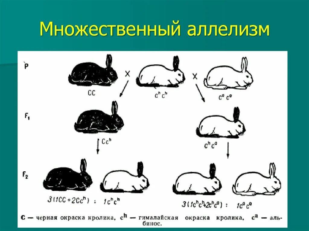 У кроликов шерсть нормальной. Гималайская окраска множественный аллелизм. Множественный аллелизм схема скрещивания. Аллельные гены. Множественный аллелизм. Генные мутации. Множественный аллелизм..