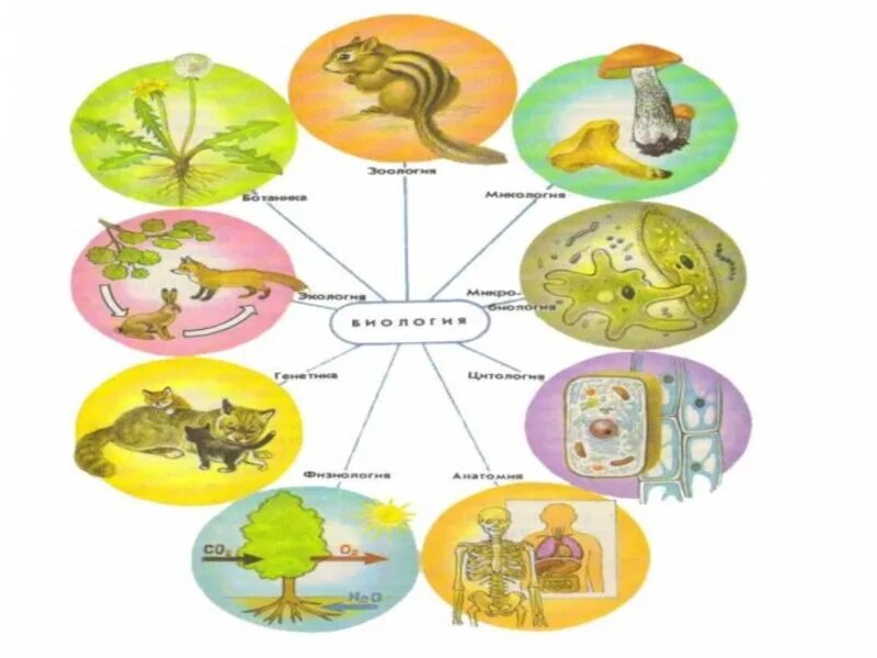 Урок по биологии мир биологии. Биологические дисциплины картинка. Науки биологии. Рисунок на тему наука биология. Биологические науки рисунки.