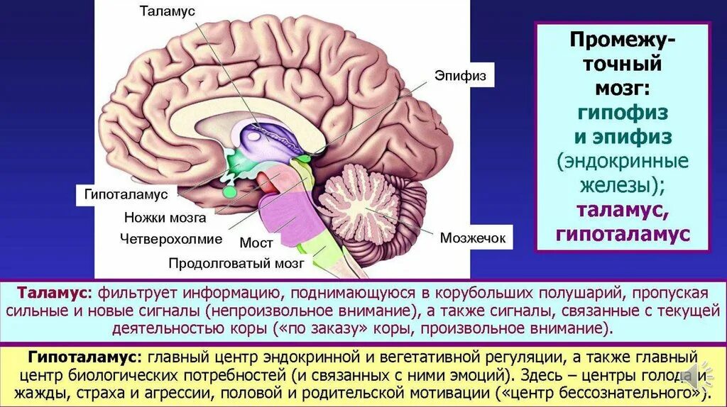 Какой мозг отвечает за голод. Таламус гипоталамус шишковидная железа. центр голода в головном мозге. промежуточный мозг эпифиз. жажда и голод отдел мозга.