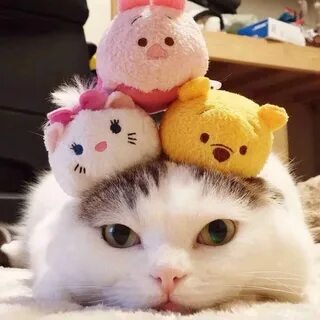 Милый няшка котик