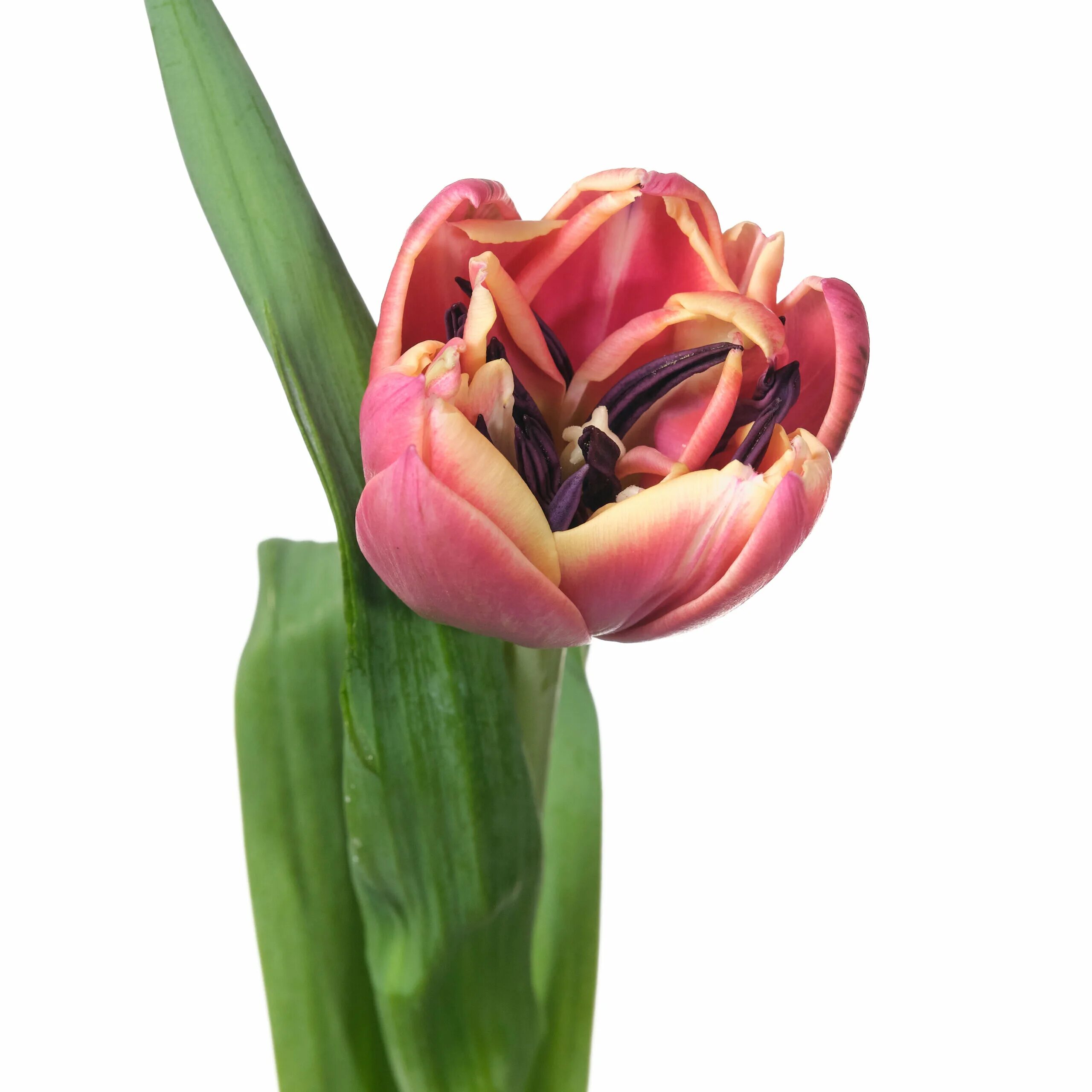 Tulipa du Columbus. Тюльпан Ду Коламбус. Тюльпан пионовидный Коламбус. Тюльпаны Коламбус букет. Тюльпаны нижнекамск
