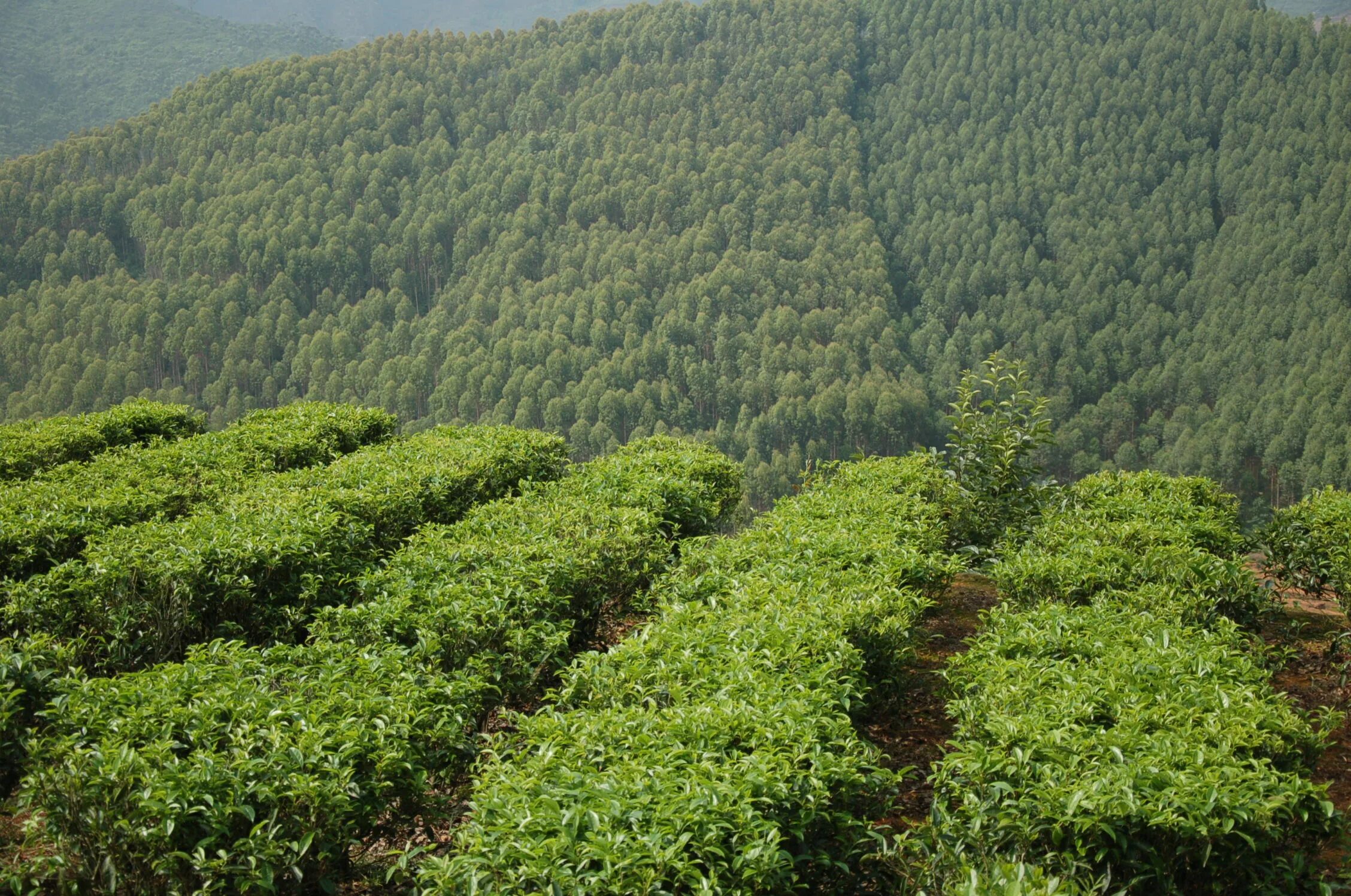 Дерево плантации. Чайные плантации Камелия Синенсис. Мацеста чайные плантации. Чайные плантации в Китае. Камелия китайская плантация.