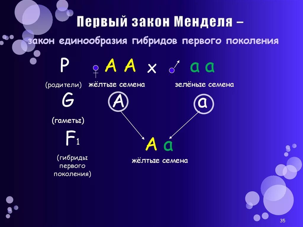 Закон единообразия 1 закон Менделя. Первый закон Менделя закон единообразия гибридов первого поколения. Схема скрещивания 1 закон Менделя. Первый закон Грегора Менделя схема.