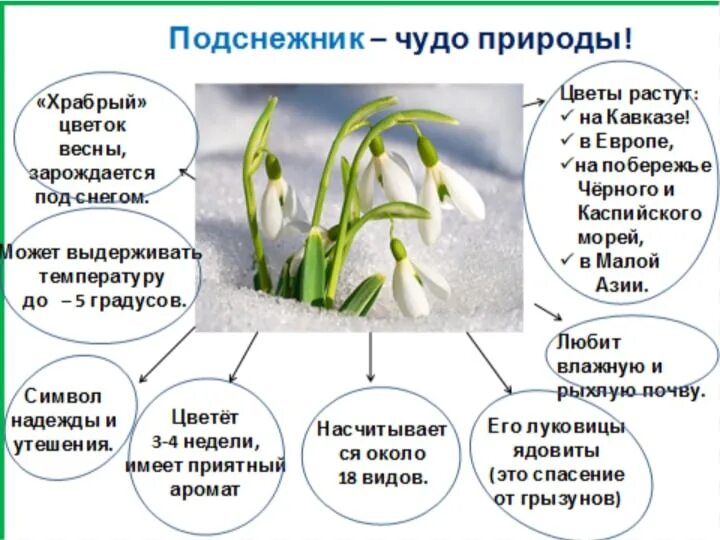 Какой частью речи является слово подснежник. Раннецветущие растения Подснежник. День подснежника. Строение подснежника. Интересное о подснежниках.