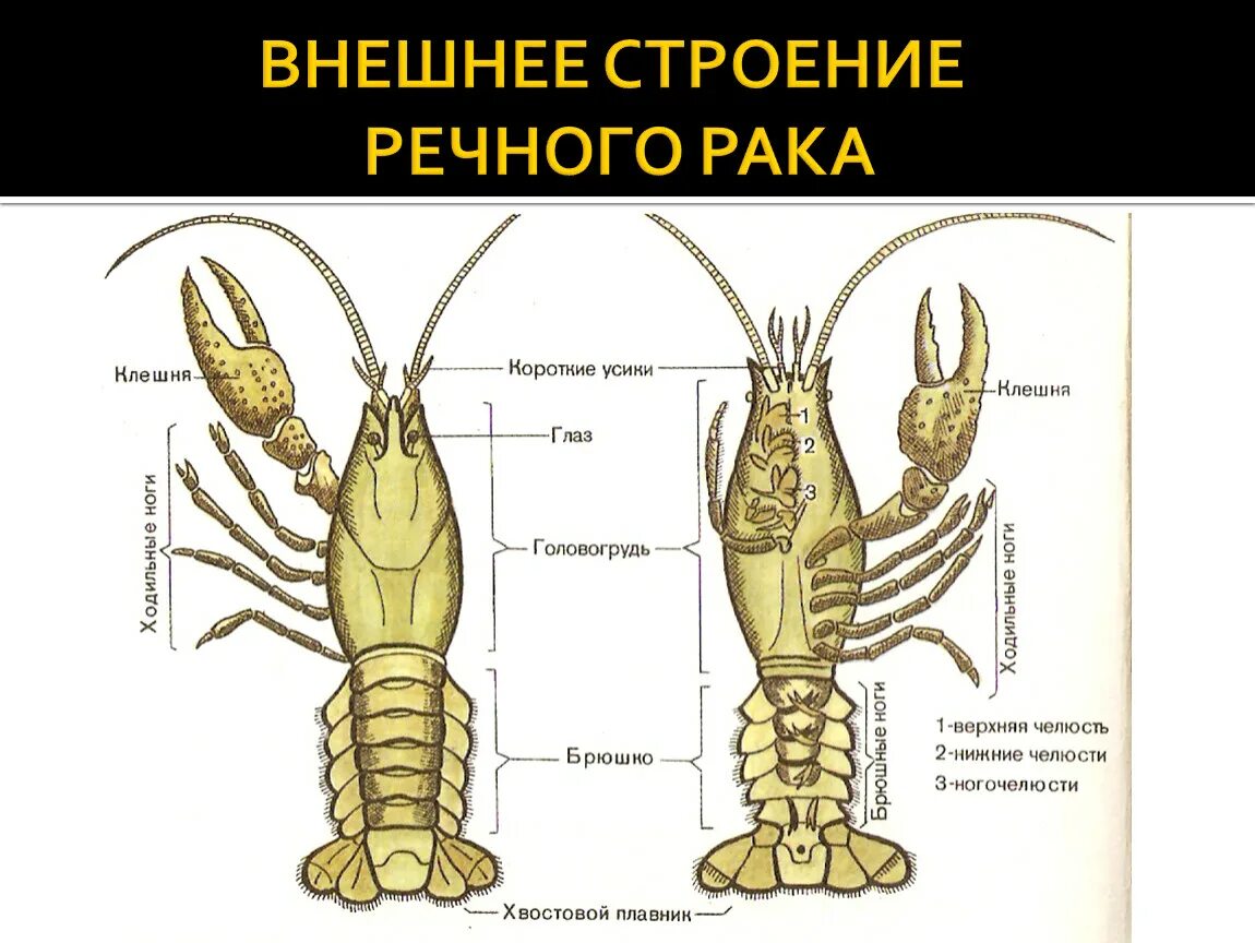 Речной рак головогрудь брюшко. Строение ракообразных 7 класс биология. Членистоногие ракообразные строение. Анатомия ракообразных. Внутреннее строение ракообразных.