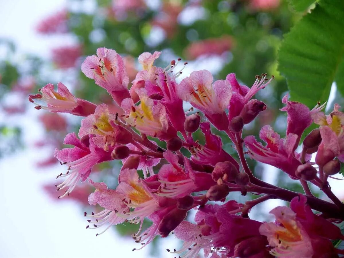 каштан дерево цветы. каштаны дерево цветущее. цветущий каштан. каштан сегю. каштан дерево.