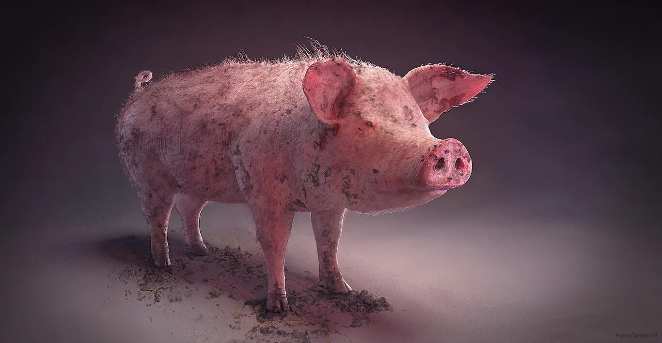 Морда свиньи. Кабан боров хряк свинья. Кто такая свинья. Черная свинья. Черная свинья.