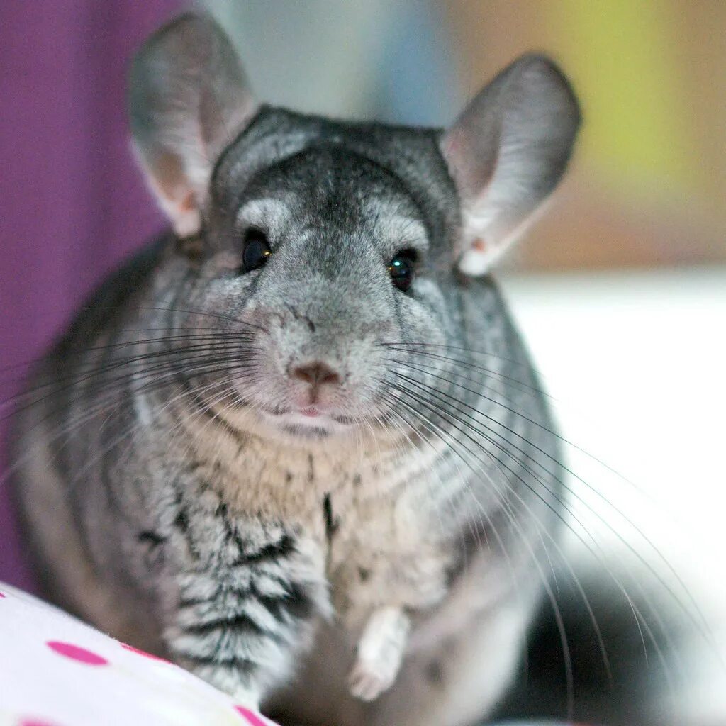 Шиншилла грызун. Шиншилла Chinchilla lanigera. Сиамская шиншилла. Шиншилла пустынная.