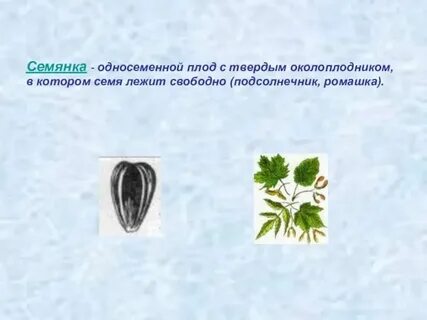 Плод семянка какое семейство