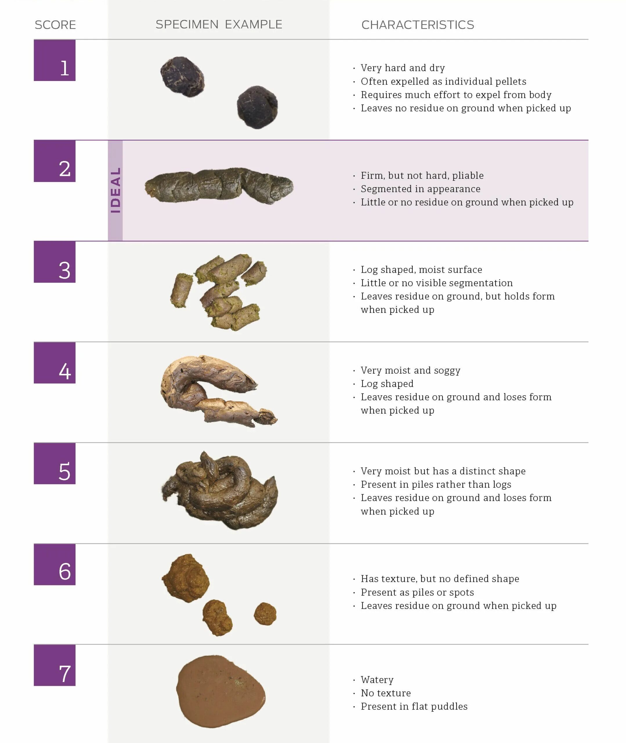 Изменился цвет кала. Fecal Transwab как пользоваться. Fecal scoring System система кала.