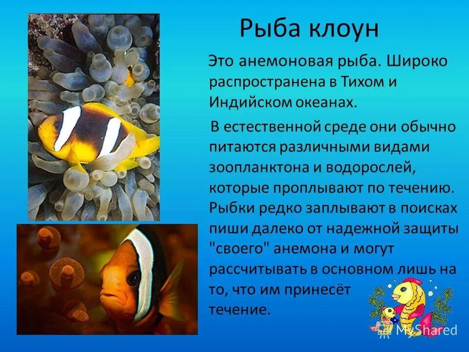 Клоуны сочинение. Рыба клоун описание. Рыба клоун характеристика для детей. Доклад про рыб. Рыба клоун доклад.