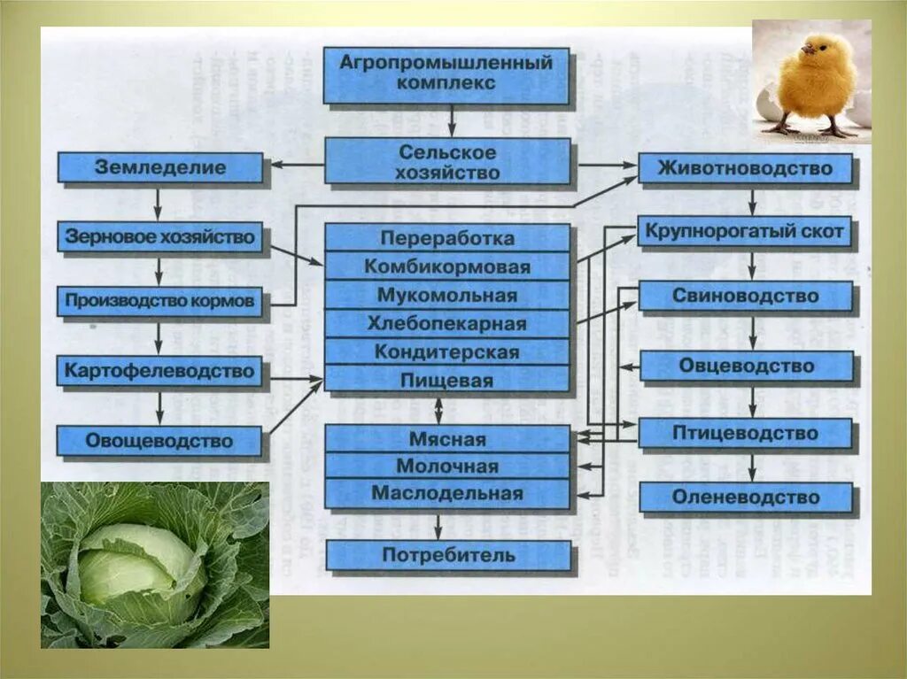 Агропромышленный комплекс животноводство таблица. Сельское хозяйство структура отрасли. Агропромышленный комплекс география 9 класс. Схема агропромышленного комплекса России. Схема связи растениеводства и животноводства и промышленности