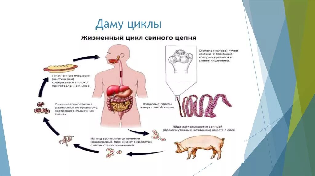 Какая стадия свиного цепня разовьется. Ленточные черви свиной цепень жизненный цикл. Стадии жизненного цикла свиного цепня. Свиной цепень стадии жизненного цикла. Жизненный цикл свиного солитера схема.