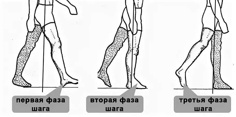 Шаг вторым шагом будет. Фазы шага. Биомеханика ходьбы. Фазы ходьбы. Биомеханика ходьбы человека.