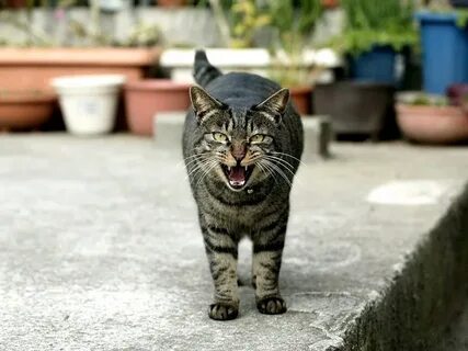 Допустим кошка