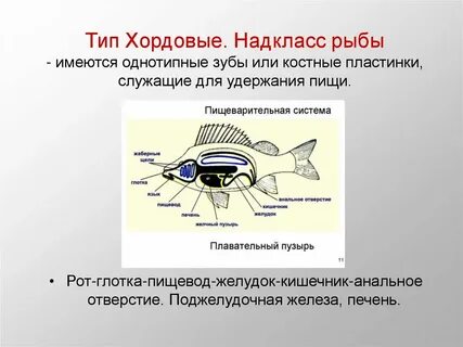 Железы костных рыб