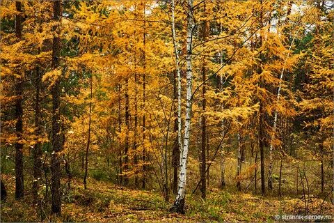 Какой запах в осеннем лесу