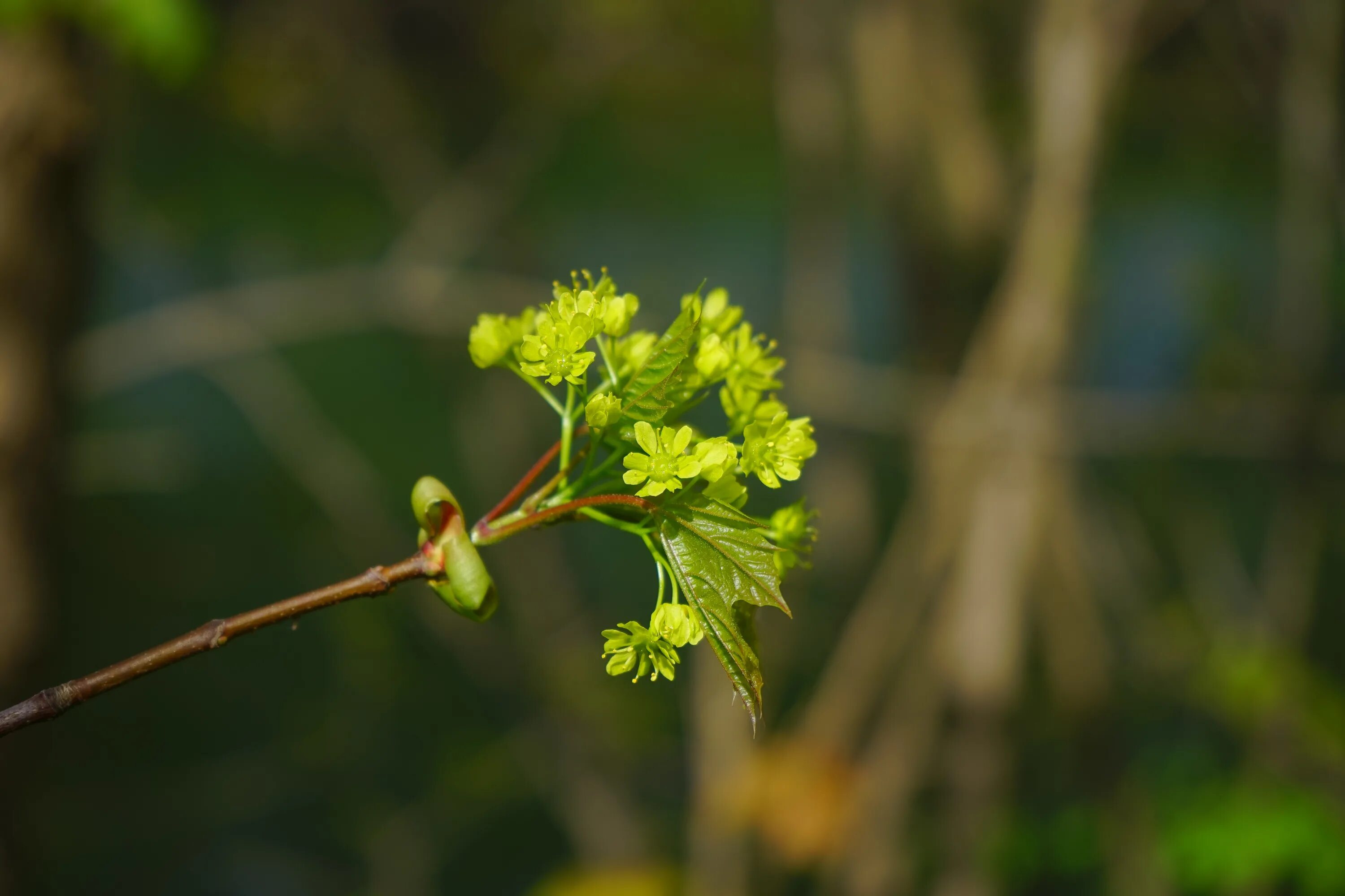 Загадка про одуванчик. Загадка про одуванчик для детей. Загадка про одуванчик для дошкольников. Растет зеленеет расцветает желтеет. Растёт - зеленеет отгадка ?.